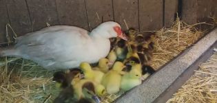 Prijme kačica niekoho iného potomka a prežije kačice bez matky, ktorá ich opustila?