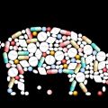 Vilka läkemedel, vitaminer och hormoner att ge för den snabba tillväxten av grisar