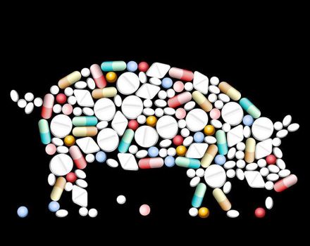 Koje lijekove, vitamine i hormone dati za brzi rast svinja