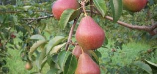 Merkmale und Beschreibung der Birnensorte Yakovlevskaya, Wachstumsregeln