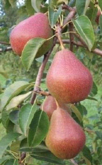 Characteristics and description of the Yakovlevskaya pear variety, growing rules
