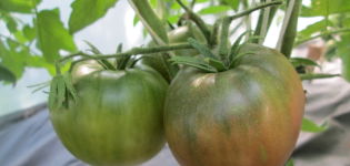 Productividad, características y descripción de la variedad de tomate Samara