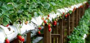 Technologie en stapsgewijze instructies voor het kweken van aardbeien in zakken