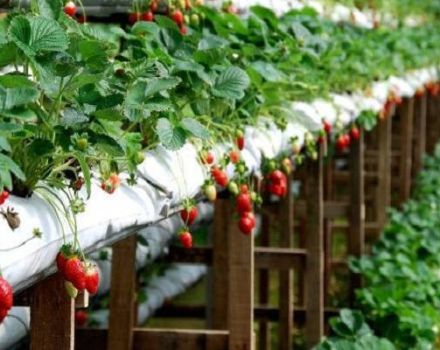 Technology and step-by-step instructions for growing strawberries in bags