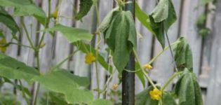 Folk remedies and drugs for the treatment of root rot in cucumbers