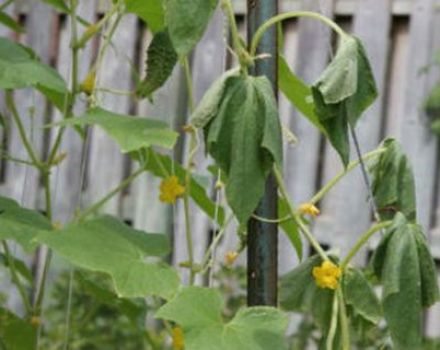 Folk remedies and drugs for the treatment of root rot in cucumbers