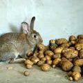 ¿Es posible y cómo dar papas crudas a los conejos, las reglas de introducción a la dieta?