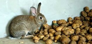 Est-il possible et comment donner des pommes de terre crues aux lapins, les règles d'introduction au régime