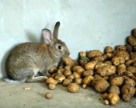Er det muligt, og hvordan man giver rå kartofler til kaniner, reglerne for introduktion til kosten