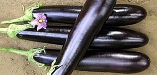 Popis baklažánu Dlhá purpurová, jeho vlastnosti, výhody a nevýhody