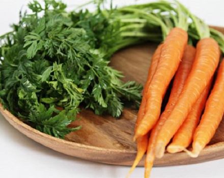 4 cele mai bune rețete pas cu pas pentru recoltarea blaturilor de morcovi pentru iarnă