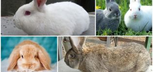 איזה זן של ארנבים עדיף לגדל במדינה, מחלות ותזונה של בעלי חיים