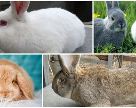 Hvilken race af kaniner er bedre at avle i landet, sygdomme og kost af dyr
