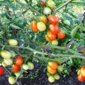 Περιγραφή της ποικιλίας ντομάτας Bellflower, συστάσεις για καλλιέργεια και φροντίδα