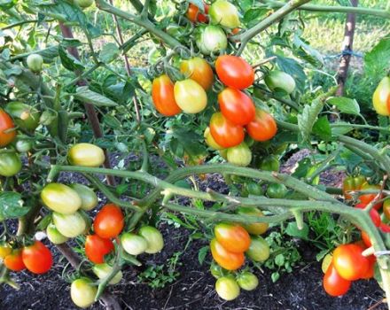 Descrizione della varietà di pomodoro Bellflower, raccomandazioni per la coltivazione e la cura