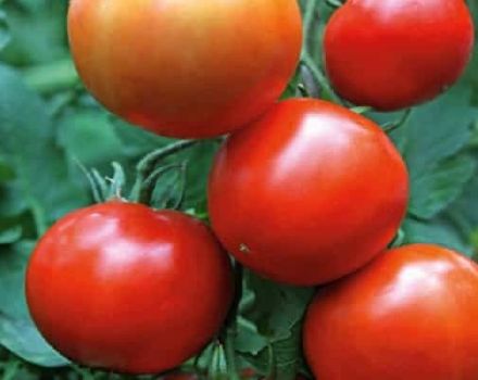 Opis odrody paradajok Yenisei f1, jej vlastnosti a výnos