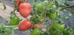 Popis a charakteristika odrůdy rajčat Zvony Ruska