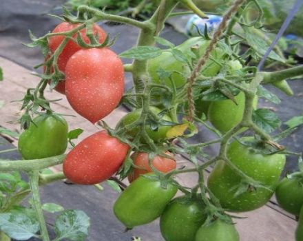 Beschrijving en kenmerken van het tomatenras Bells of Russia
