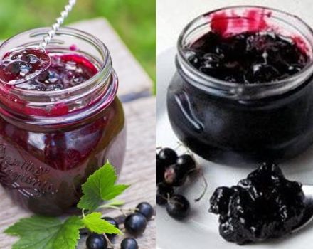 8 Rezepte für die Herstellung von schwarzen Johannisbeeren, püriert mit Zucker für den Winter