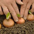 Cómo plantar cebollas correctamente en primavera u otoño para que haya bulbos grandes.
