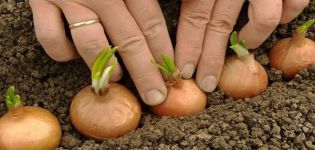 Jak prawidłowo sadzić cebulę wiosną lub jesienią, aby były duże cebule