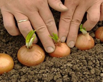 Wie man Zwiebeln im Frühling oder Herbst richtig pflanzt, damit es große Zwiebeln gibt