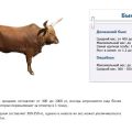 Quanto pesa un toro in media e una tabella per età, i primi 4 metodi di calcolo