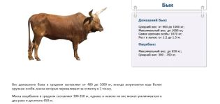 Hvor meget vejer en tyr i gennemsnit og en tabel efter alder, top-4 beregningsmetoder