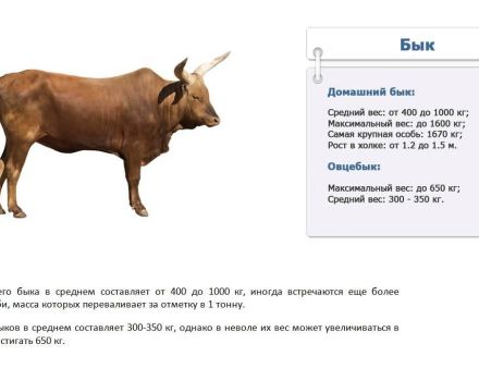 Quanto pesa un toro in media e una tabella per età, i primi 4 metodi di calcolo
