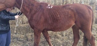 Atlarda leptospirozun tanımı, aşı tedavisi ve kullanım talimatları