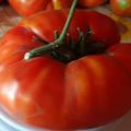 Opis odmiany pomidora Marshal Pobeda i jej plonu