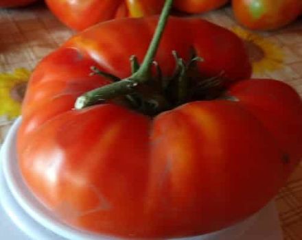 Mô tả về giống cà chua Marshal Pobeda và năng suất của nó