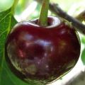 „Oktava“ vyšnių privalumai ir trūkumai, veislės aprašymas ir kilmės istorija