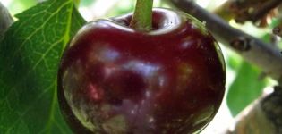Výhody a nevýhody třešně Oktava, popis odrůdy a historie původu