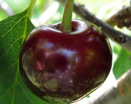 Fordele og ulemper ved Oktava kirsebær, sortsbeskrivelse og oprindelseshistorie