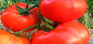 Description and characteristics of the tomato variety Seven forty
