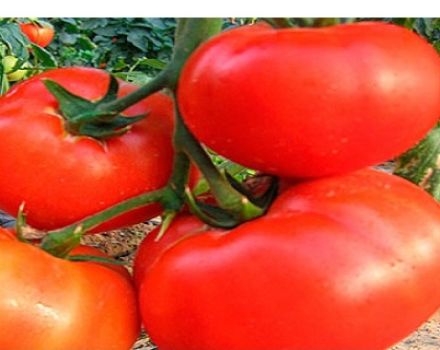 Descripción y características de la variedad de tomate Seven cuarenta