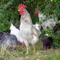 Beschreibung und Eigenschaften von 14 Unterarten dominanter Hühner und deren Inhalt