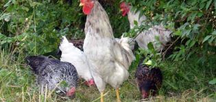 Opis i charakterystyka 14 podgatunków kurczaków dominujących oraz ich skład