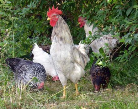 Descripció i característiques de 14 subespècies de pollastres dominants i el seu contingut