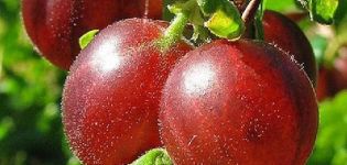 Mô tả về giống dâu tây Hinnomaki và các giống, cách trồng và chăm sóc