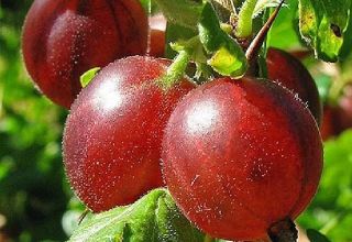 Beskrivelse af Hinnomaki stikkelsbærsorten og dens sorter, plantning og pleje
