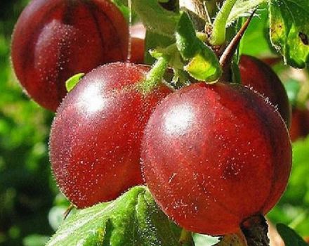 Description de la variété de groseille à maquereau Hinnomaki et de ses variétés, plantation et entretien