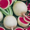 Beskrivelse af vandmelonreddik, nyttige egenskaber og skade