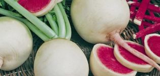 وصف فجل البطيخ ، خصائص مفيدة وأضرار