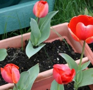 Hvornår og hvordan man planter tulipaner i Ural i efteråret, især vokser