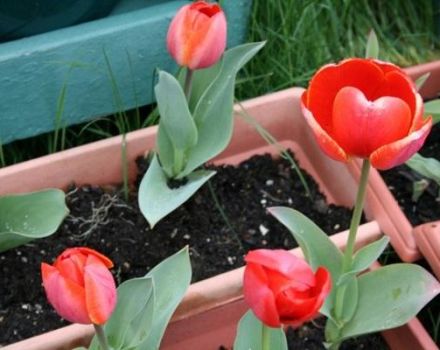 Mikor és hogyan lehet tulipánokat ültetni az Urálban ősszel, különösen növekszik