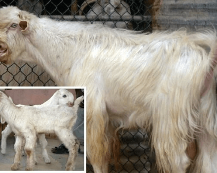 Description and characteristics of Damascus goats, the subtleties of the content