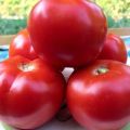 Tomaatti-punalajin tomaattilajikkeen ominaisuudet ja kuvaus, sen sato
