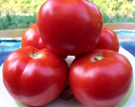 Eigenschaften und Beschreibung der Tomatensorte Red Guard, deren Ertrag